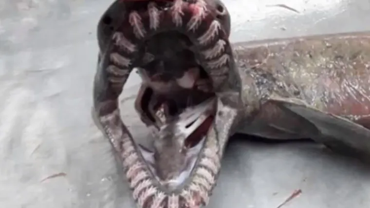 Nećete vjerovati koliko zubi ima ova vrsta morskog psa