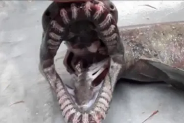 Nećete vjerovati koliko zubi ima ova vrsta morskog psa