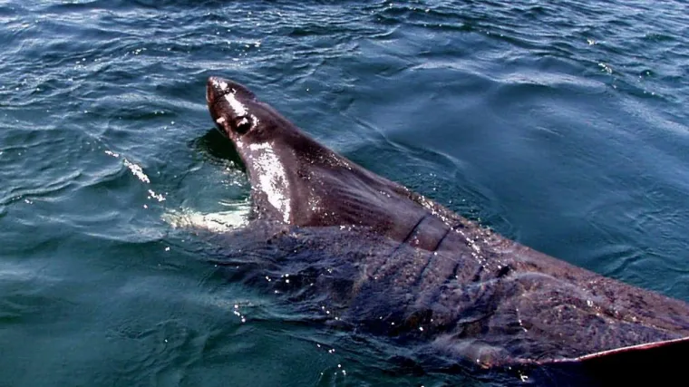 Portugalski istraživači ulovili prahistorijsku neman - morskog psa iz doba dinosaura sa 300 zubi