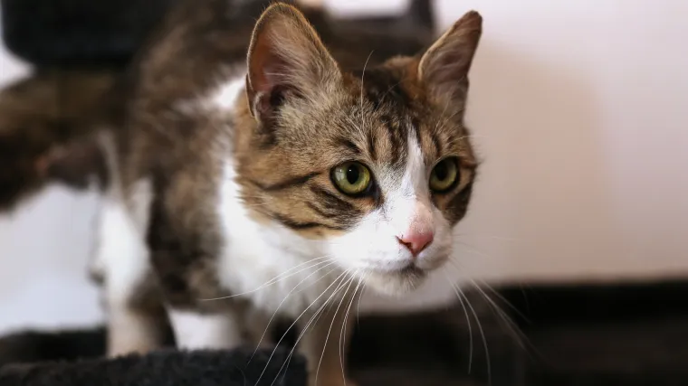 Prona&scaron;la majku oblivenu krvlju, glavna osumnjičena za napad - mačka