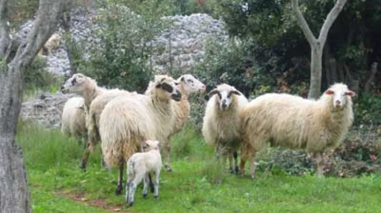 Horor prizori u Brezovcu Zelinskom: čopor pasa već dva i pol mjeseca masakrira ovce lokalnih vlasnika