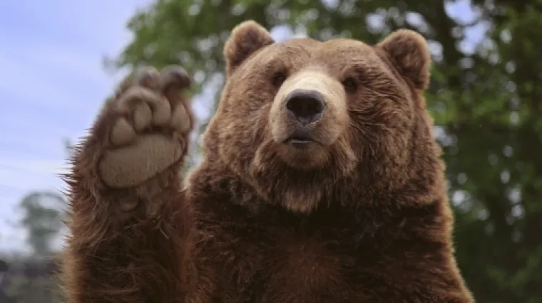 Medvjedi u Hrvatskoj - koliki je stvarni broj medvjeda u Hrvatskoj?