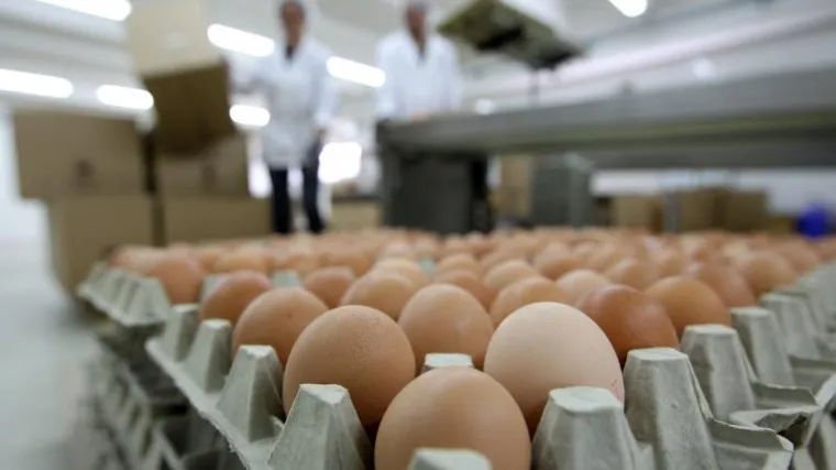 Slovenija uvodi strožu inspekciju kod proizvođača jaja: prona&scaron;li zabranjeni insekticid koji može uzrokovati brojne bolesti