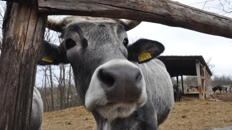 Znate li koje su životinje preživači?