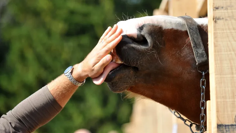 Prilika za posao: ako vam je dosta užurbanog gradskog života, postanite čuvar stada međimurskog konja!