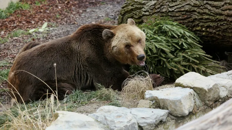 Lički medvjed - najpoznatiji smeđi medvjed u Hrvatskoj