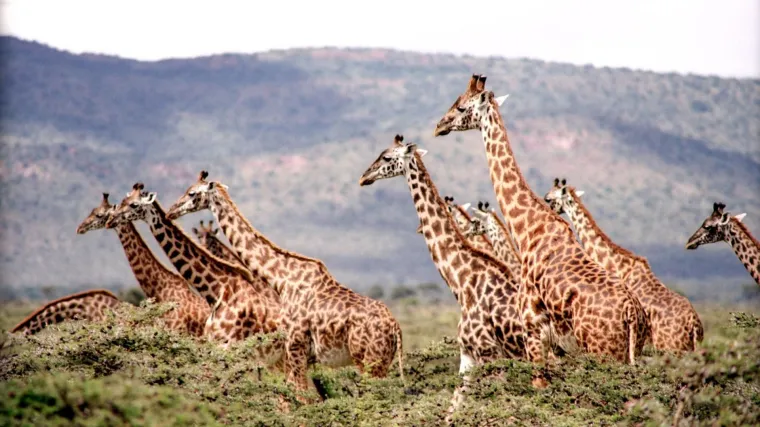 Životinje biljojedi - znate li koje se životinje hrane biljnom hranom?