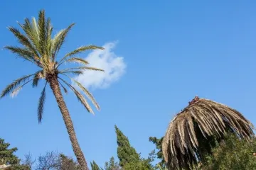 Cikas palma - japansko stablo velikih listova