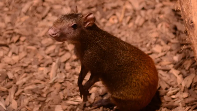 Neodoljivo stvorenje stiglo na svijet: Zoolo&scaron;ki vrt grada Zagreba brojniji za mladunče zlatnog agutija