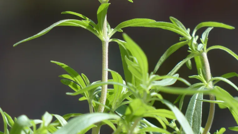 Čubar biljka - začinska, aromatična biljka