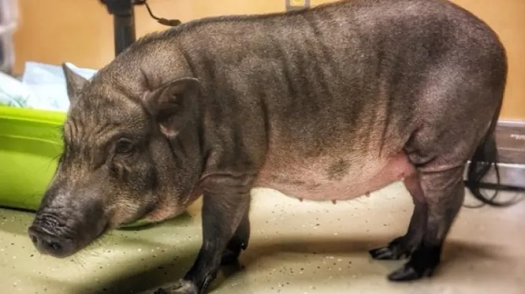 Novi pacijent jedne veterinarske prakse: umiljata svinjica Kolinda sljedeći tjedan ide na korekciju papaka