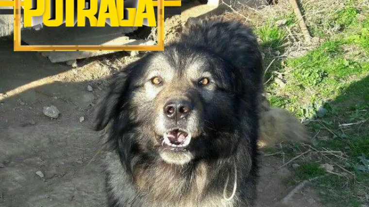 Pas Medo kojem je sud zabranio lajanje zajedno sa svojim vlasnicima čeka rješenje žalbe koja nekome na stolu stoji ravno godinu dana