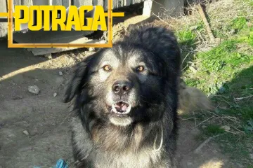 Pas Medo kojem je sud zabranio lajanje zajedno sa svojim vlasnicima čeka rješenje žalbe koja nekome na stolu stoji ravno godinu dana