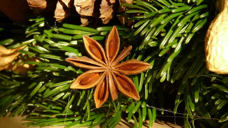 Zvjezdasti anis - začinska biljka Dalekog Istoka