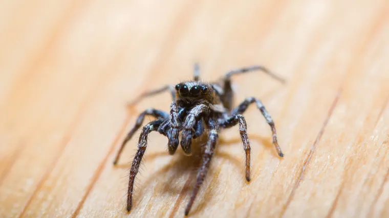 Otkrivena prava istina - koliko paukova pojedemo u snu?