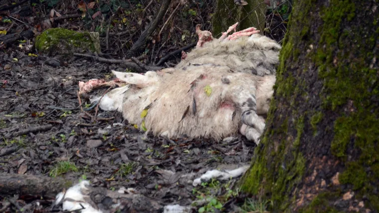 Divlje zvijeri nadomak Siska: 'Zatekao sam zaklane ovce od kojih su se dvije upravo trebale ojanjiti'