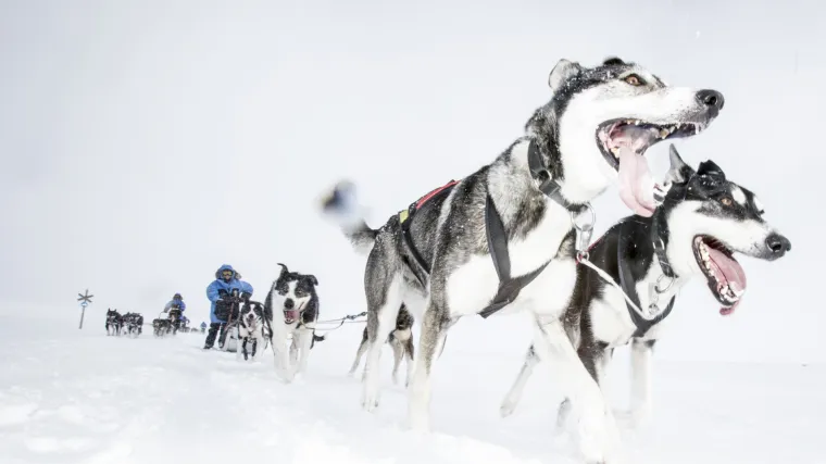 Prijavite se za pustolovinu života kroz arktičku divljinu!