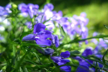 Lobelija trajnica - cvijet predivnih plavih nijansi