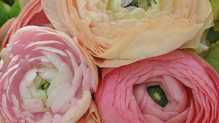 Ranunkula cvijet - nježan cvijet  iz azijskih legendi