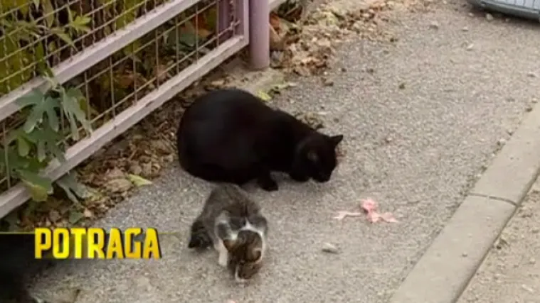 Potraga istražuje na koji način u Udruzi Prava &scaron;apa rje&scaron;avaju problem divljih mačaka na ulicama
