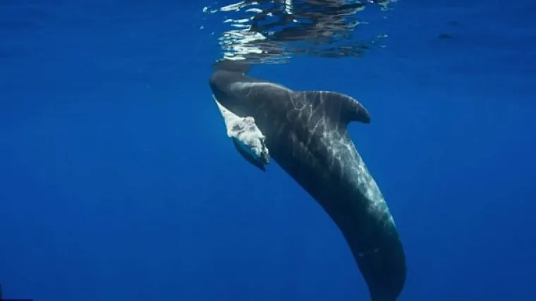 'Nikad vi&scaron;e neću kupiti plastičnu vrećicu u dućanu!'