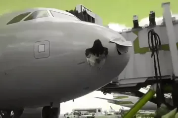 Kakve su šanse da se zrakoplov sruši zbog ptice?