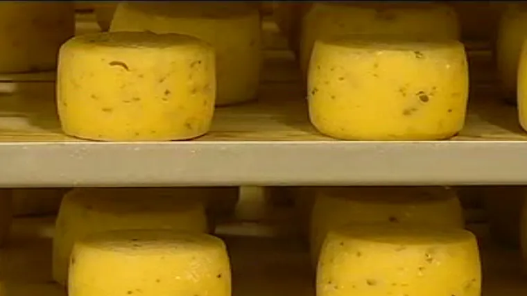 Istarski sirevi najbolje ocijenjeni na svjetskom natjecanju: po čemu su toliko posebni i gdje nastaju prvoklasni gurmanski zalogaji?