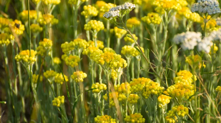 New York Times o Hrvatskoj: ugledni američki medij posvetio prostor zadarskim uzgajivačima smilja