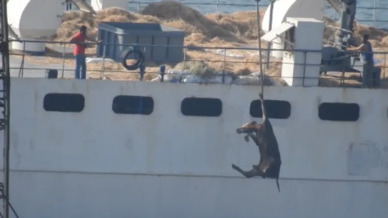 Objavljen &scaron;okantni dokumentarac o prijevozu živih životinja: u njemu snimke i iz Hrvatske