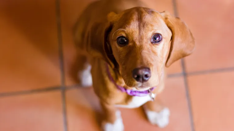 Komunalni redari već krenuli u akcije provjere mikročipiranja pasa