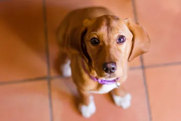 Komunalni redari već krenuli u akcije provjere mikročipiranja pasa