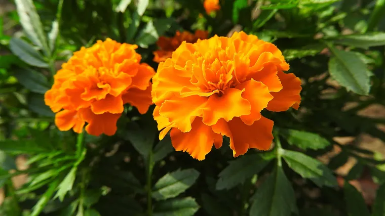 Francuska kadifica: sadnja, uzgoj i održavanje cvijeta kadifice