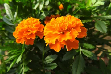 Francuska kadifica: sadnja, uzgoj i održavanje cvijeta kadifice