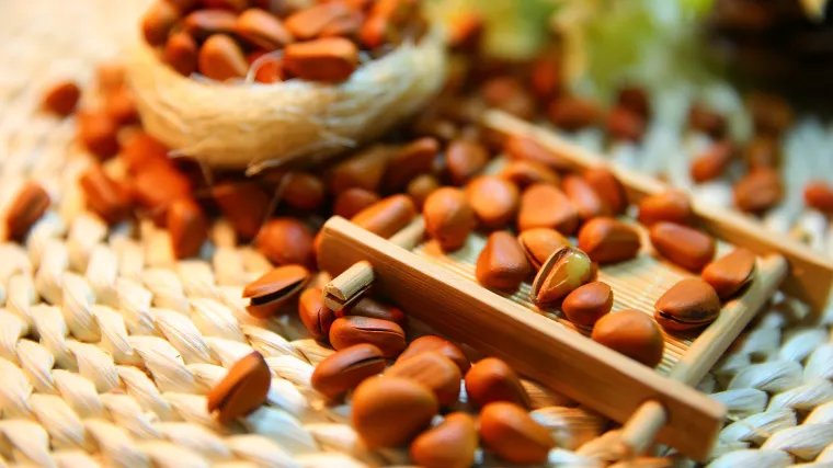 Pinjoli uzgoj  - na što treba pripaziti kod uzgoja pinjola?