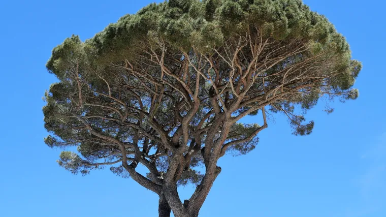Stablo pinjola - crnogorično stablo jestivih sjemenki