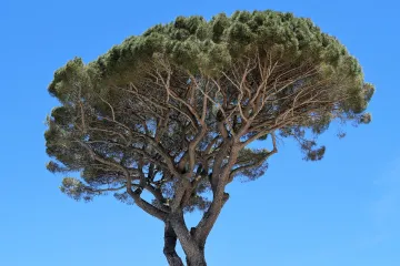 Stablo pinjola - crnogorično stablo jestivih sjemenki