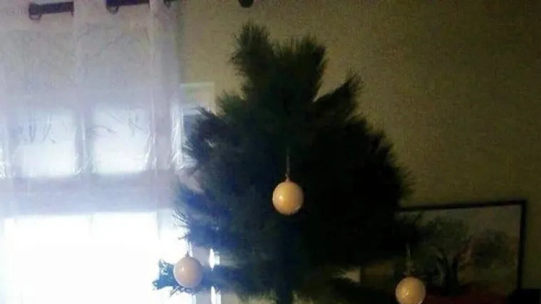 Pokazali kako izgleda kićenje bora kad ima&scaron; mačku: 'Moja mačka glumi Isusa u jaslicama, mahovina joj dođe k'o pokrivač'