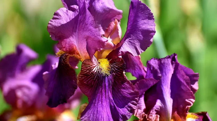 Močvarne perunike - kraljice vodenih vrtova