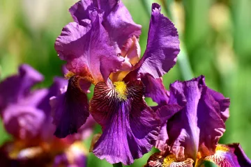 Močvarne perunike - kraljice vodenih vrtova