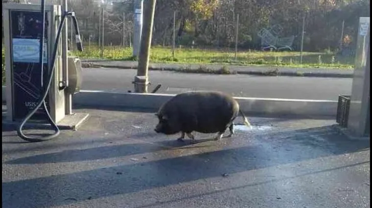 'Svinjo jedna, bježi, uskoro će 29. studeni'