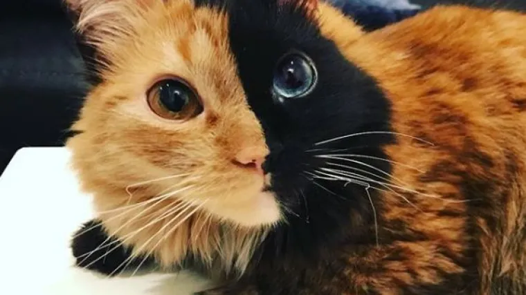 Upoznajte Quimeru - prekrasnu mačku s 'dva lica' koja će vas osvojiti na prvi pogled