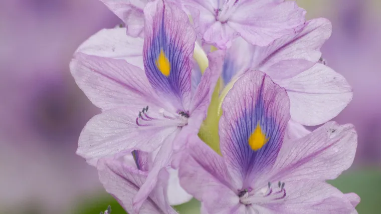 Vodeni zumbul: uzgoj i održavanje vodenog zumbula