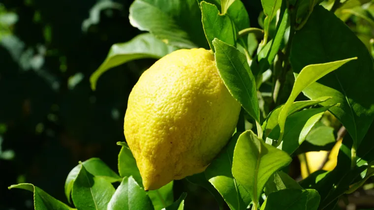 Prezimljavanje limuna: kako drvo limuna može preživjeti zimu