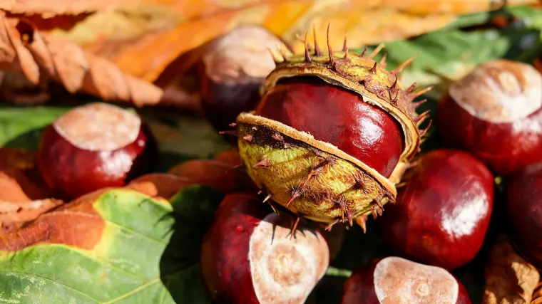 Smrzavanje kestena: savjeti za čuvanje kestena za zimu