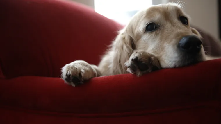 Vi&scaron;e se ne množe sa sedam ljudskih: znate li koliko godina ima va&scaron; pas?