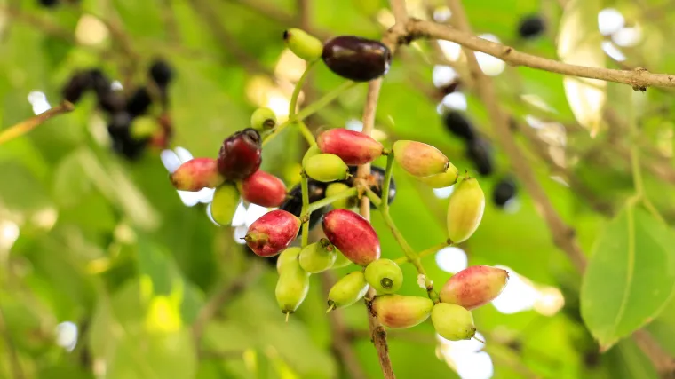 Java šljiva - filipinska šljiva slatko kiselog okusa