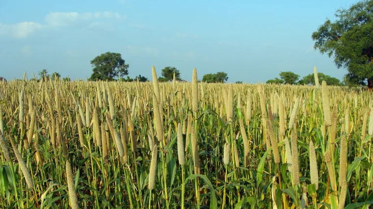 Proso žitarica: uzgoj, održavanja i priprema prosa