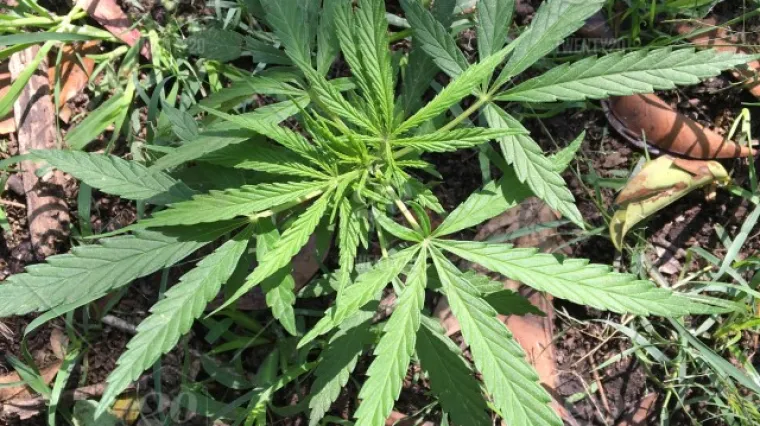 Kanabis kao lijek: pet problema kod kojih vam CBD može odmah pomoći