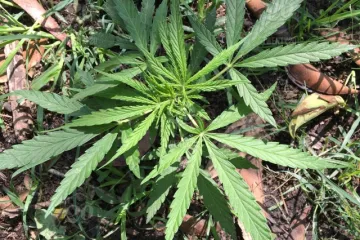 Kanabis kao lijek: pet problema kod kojih vam CBD može odmah pomoći