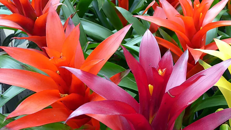 Bromelia sobna biljka - sobna biljka jarkih boja